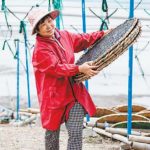 Tidal-flat seaweed in East China becomes ecological asset